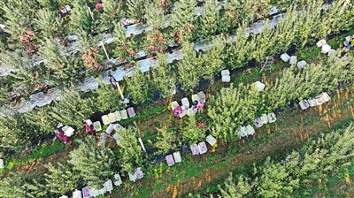 蘋果喜迎豐收季